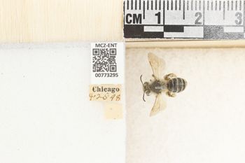 Media type: image;   Entomology 773295 Aspect: Labels